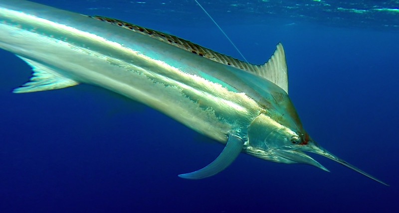 Rod Fishing Club