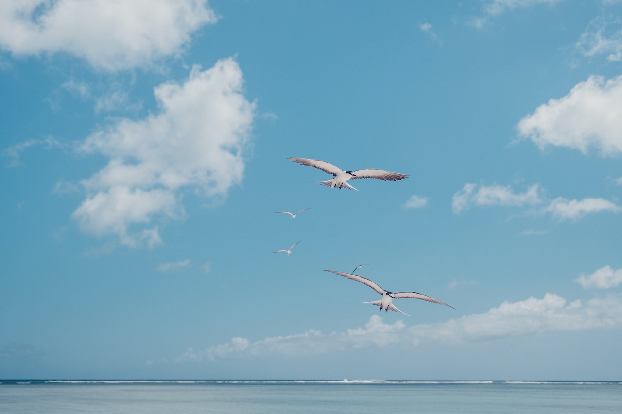 Ile aux Cocos