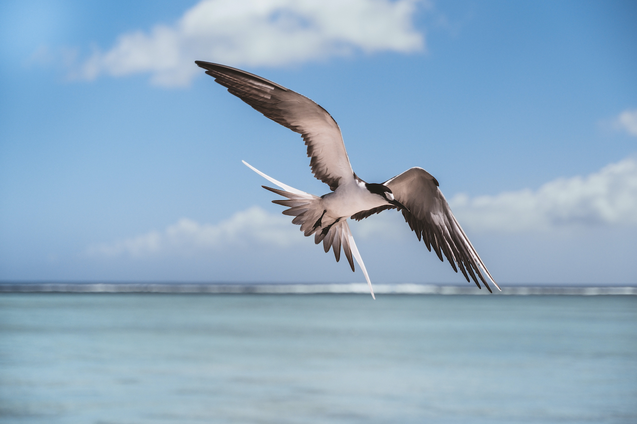 Ile aux Cocos