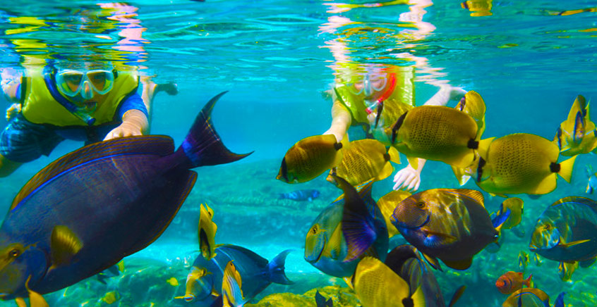 Snorkeling